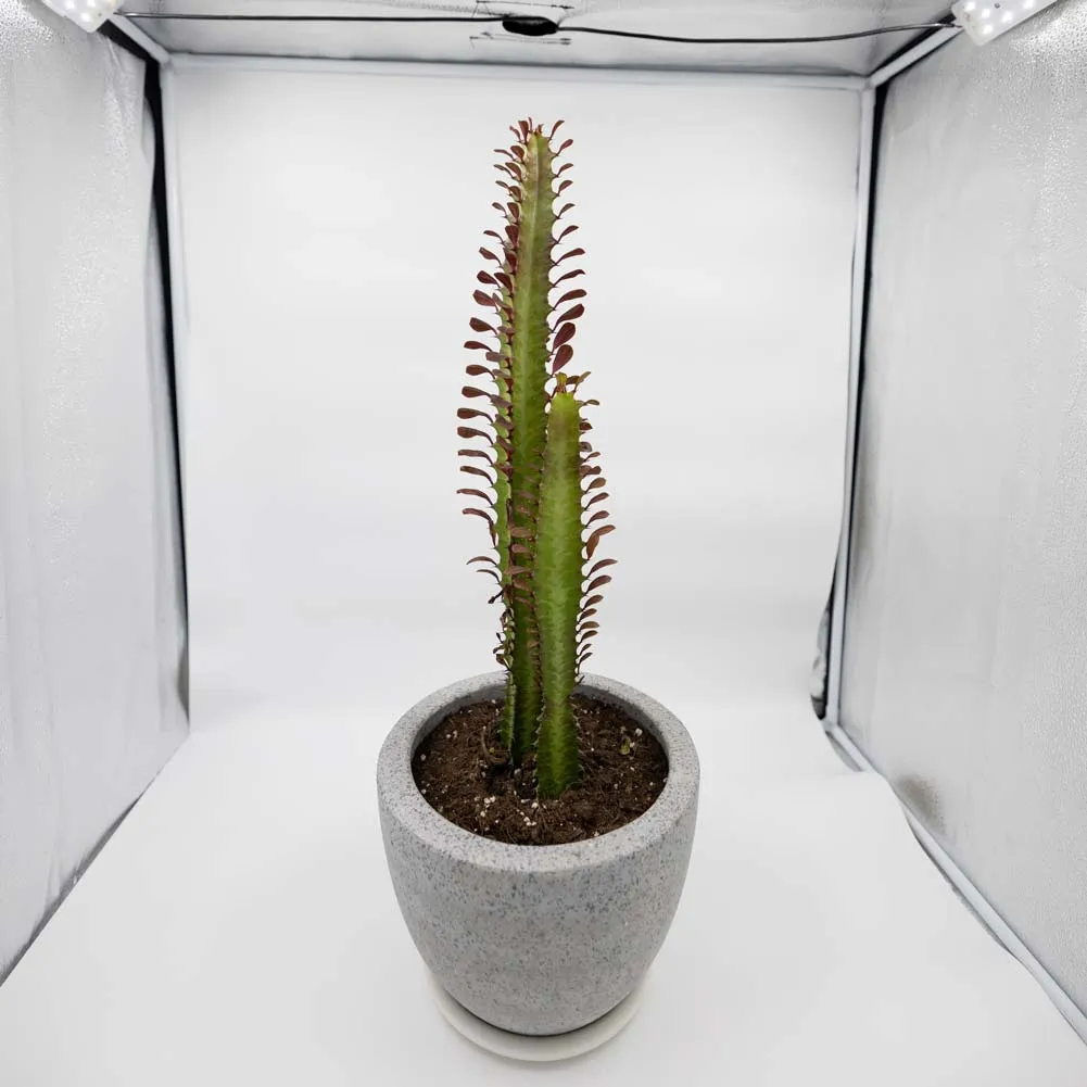 80cm 'STUDIO STAR' Foldable Product Photography LED Lighting Box (DEMO STOCK)