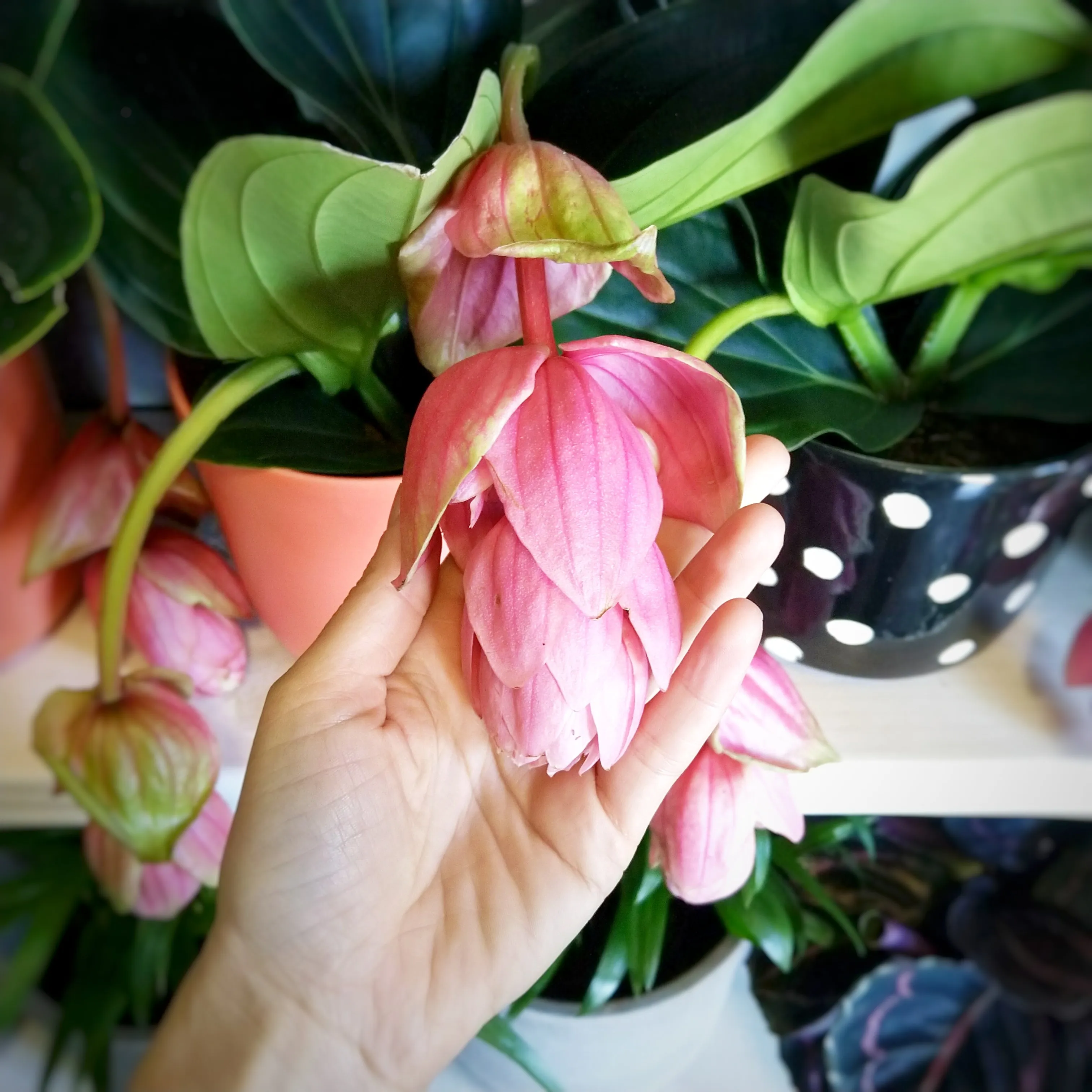 Medinilla Magnifica
