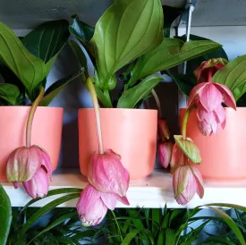 Medinilla Magnifica