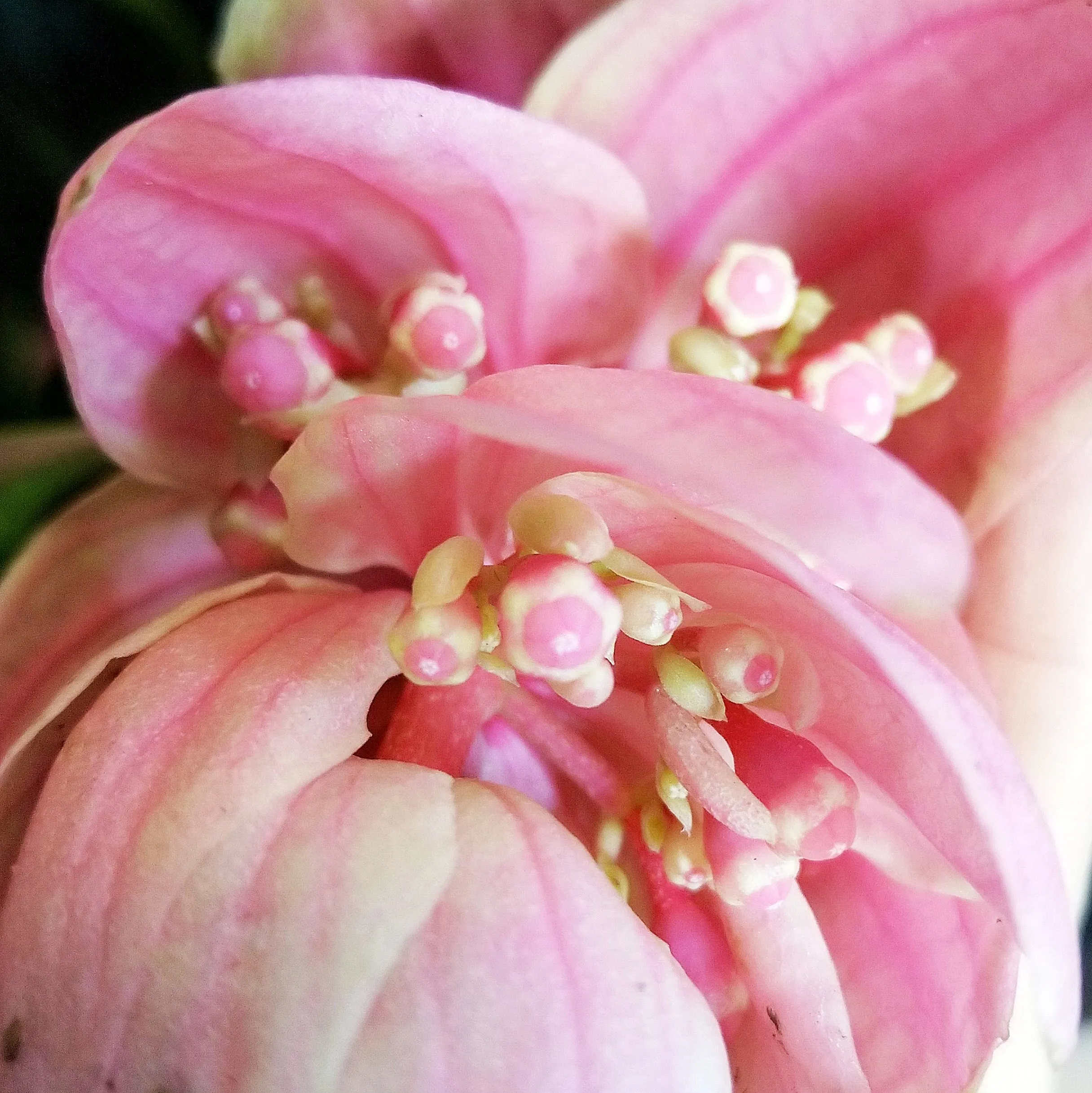 Medinilla Magnifica