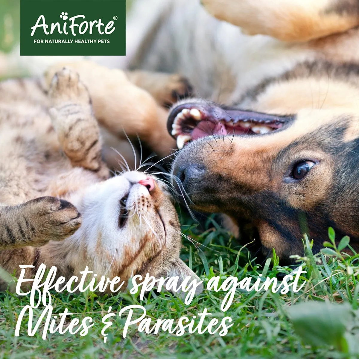 Mite-STOP Spray - Natural Mite Repellent