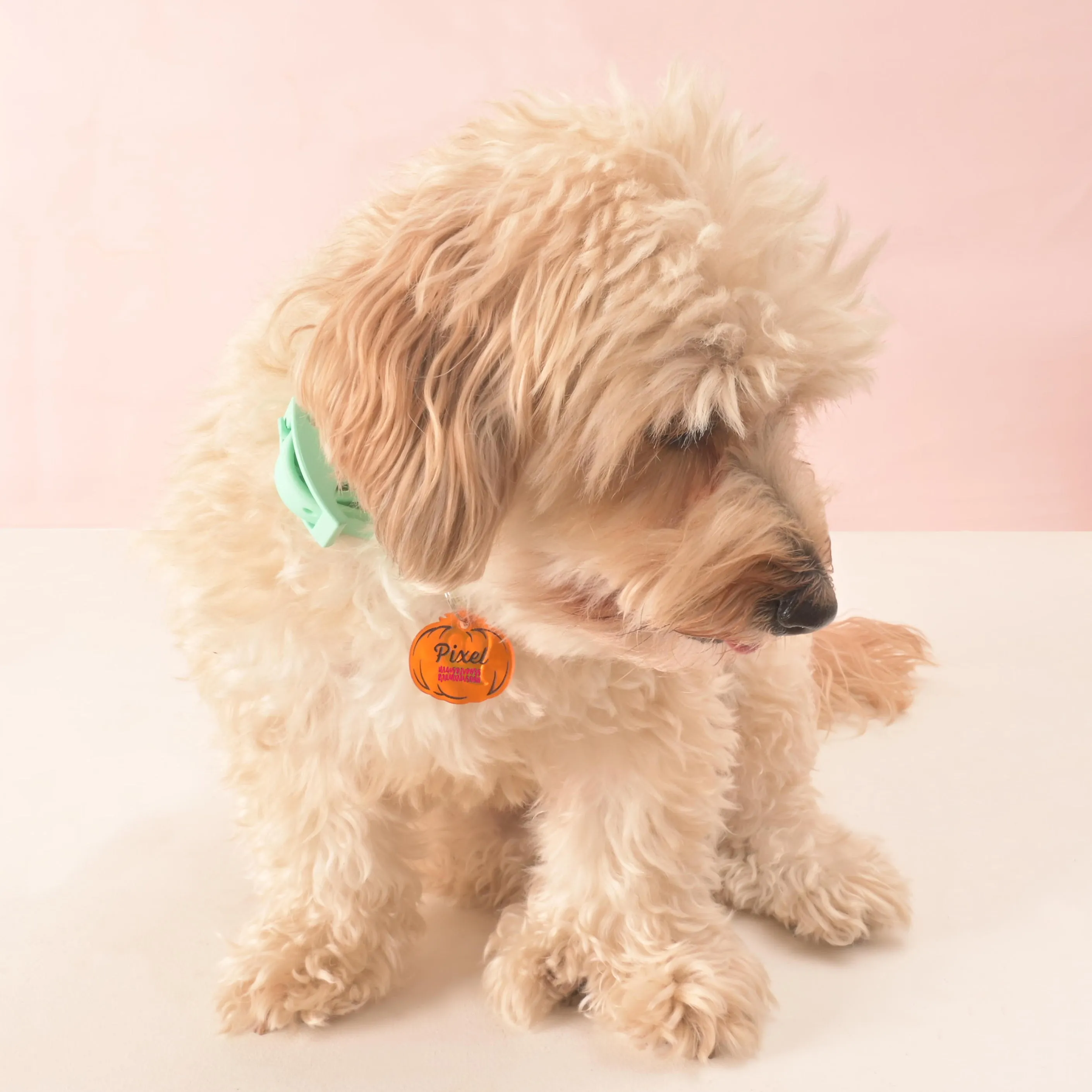 Pumpkin Personalized Pet Tag
