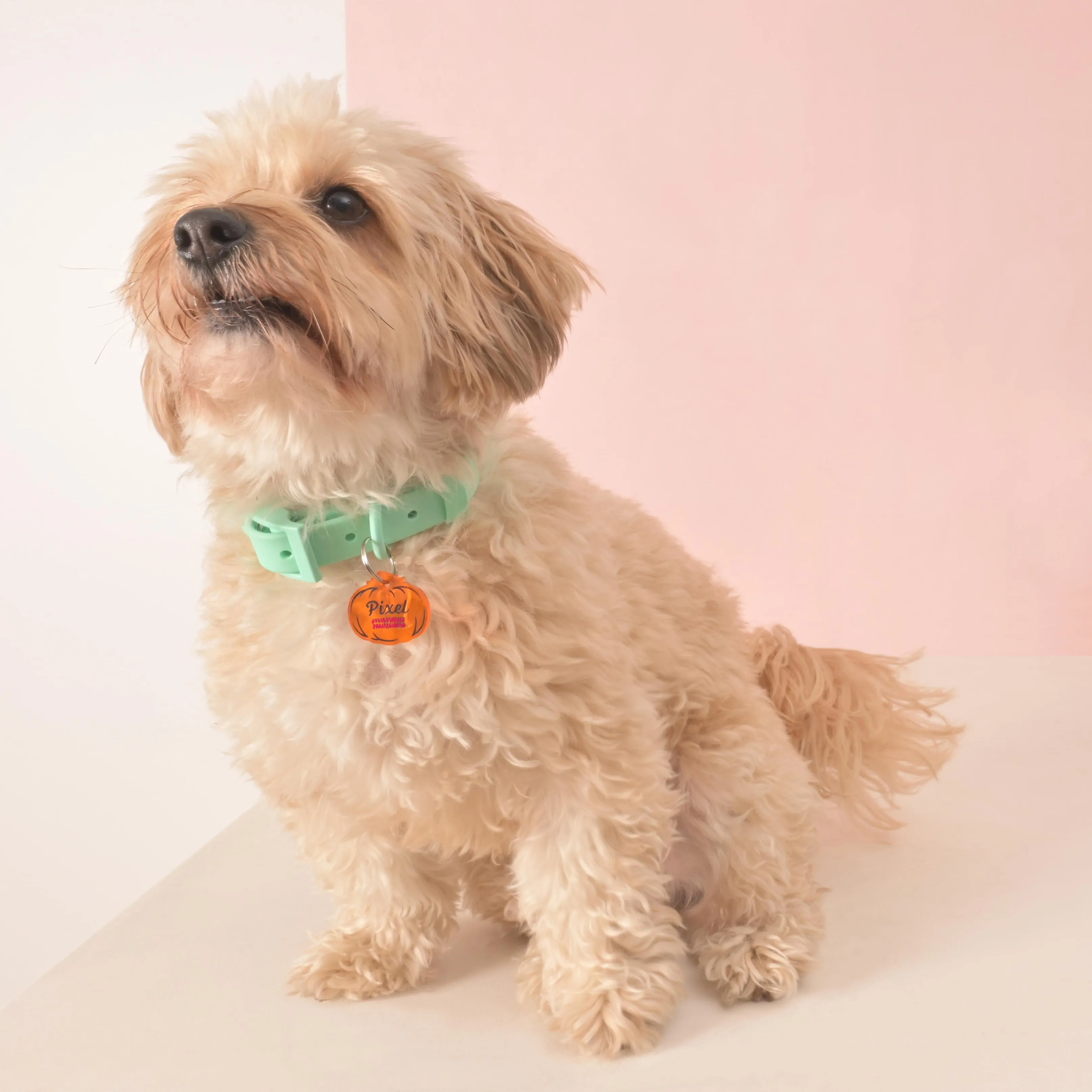 Pumpkin Personalized Pet Tag